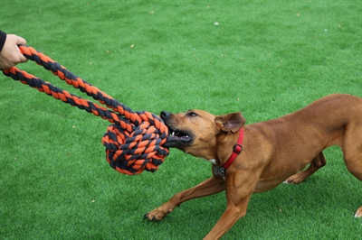 Happy pet nuts for knots extreme bal tugger - Afbeelding 2